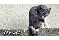 neko.png