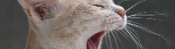 ねこいっぱい